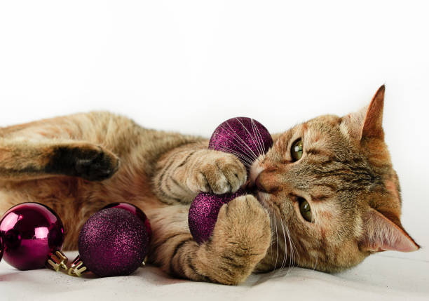 Cat playing with maroon Christmas balloons