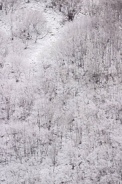 Wood in winter covered by snow, Italy stock photo