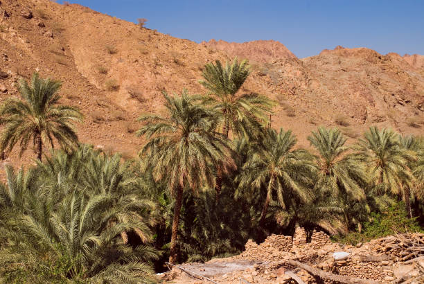 istock Palm trees in an oasis among the Omani mountains. 1341538224
