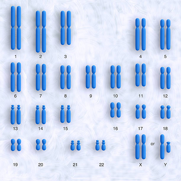 karyotype humain - chromatid photos et images de collection