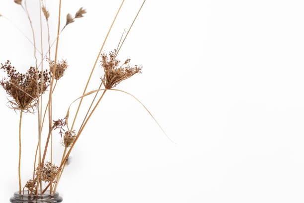 istock Dried flowers composition on white background. Minimalist style. Copy space 1341539556