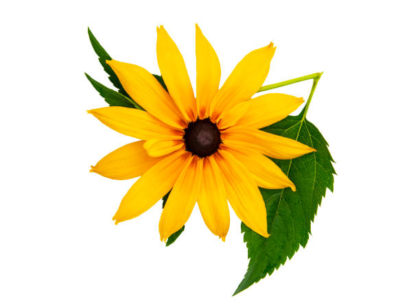 istock Yellow large flower with leaves isolated on a white background 1341539569