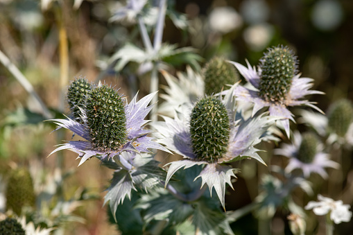 Close up of alpine sea holly (eryngium alpinium) flowers in bloom