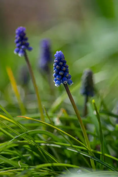 Muscari armeniacum cultivated spring grape hyacinth flowers in bloom, bunch of dark blue flowering plants, green leaves and stem