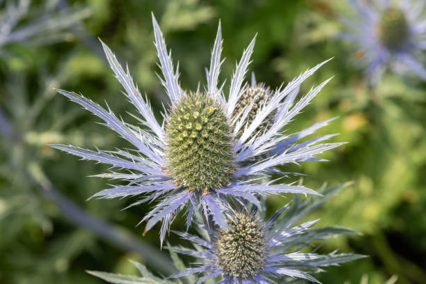 istock Alpine sea holly (eryngium alpinum) 1341541651