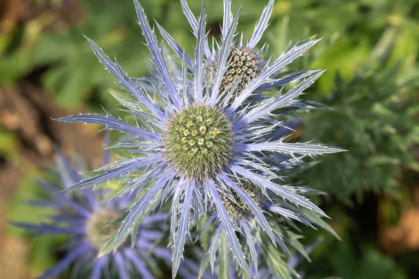 istock Alpine sea holly (eryngium alpinum) 1341541782