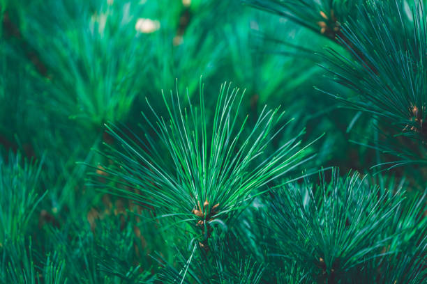 istock Forest background of pine needles 1341542606
