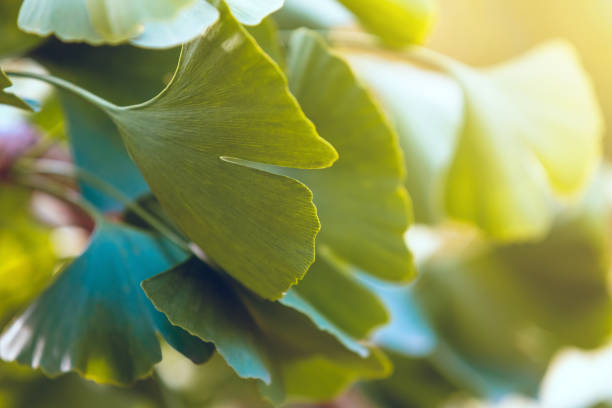 close-up em ginkgo biloba folhas frescas verdes - ginkgo ginkgo tree chinese medicine healthcare and medicine - fotografias e filmes do acervo
