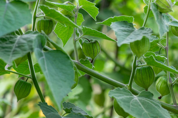 ハスク、緑の葉の低木に熟成フルーツのフィサリスペルーヴィナ - gooseberry fruit growth green ストックフォトと画像