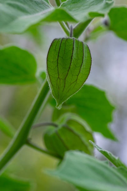 ハスク、緑の葉の低木に熟成フルーツのフィサリスペルーヴィナ - gooseberry fruit growth green ストックフォトと画像