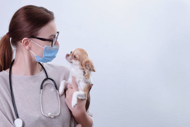 médecin vétérinaire femme tenant avec amour un chien chihuahua - chihuahua stroking pets human hand photos et images de collection