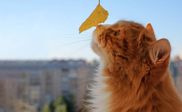 Red cat and yellow leaf on blue sky and city background