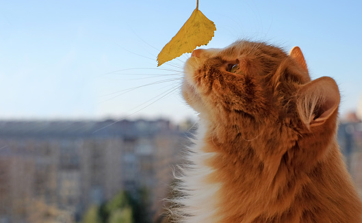 Profile portrait of red cat and yellow leaf on blue sky and city background