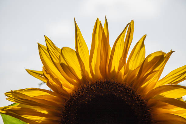 Yellow sunflower blooms in garden with red barn in background.