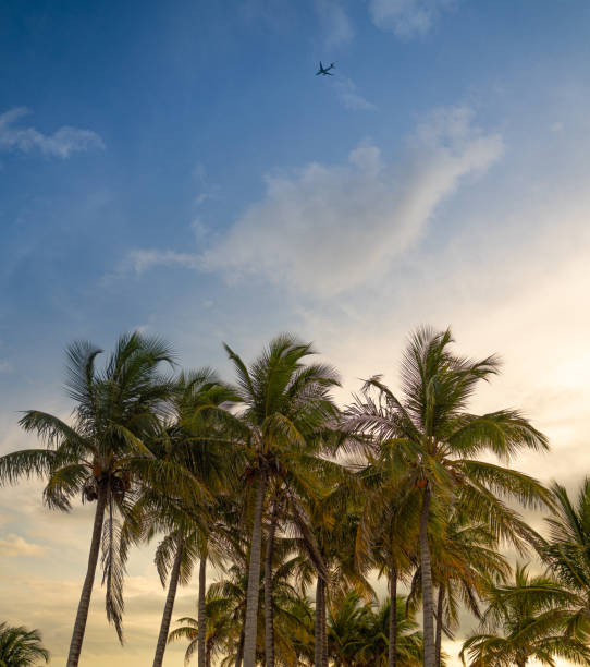 istock Airplane flying over Crandon Park beach - Miami, Florida 1341546250