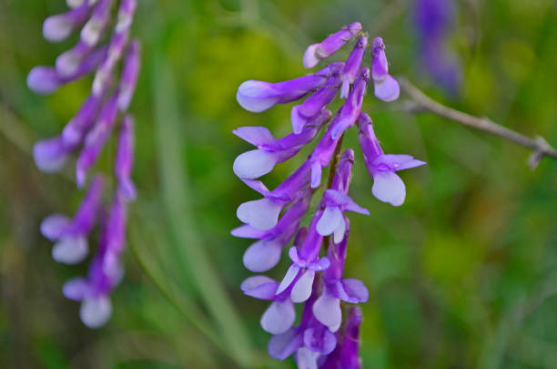 istock Lupinus nootkatensis, Nootka lupine 1341547665