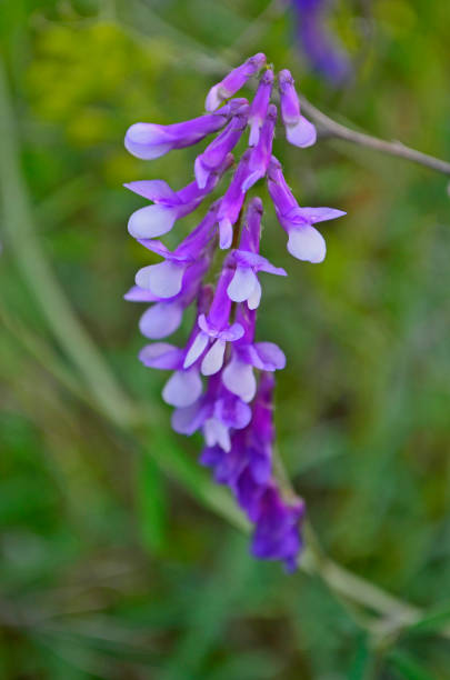 istock Lupinus nootkatensis, Nootka lupine 1341547668