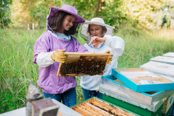 young and senior caucasian female beekeeper checking the beehives - examining medicine healthcare and medicine beauty in nature imagens e fotografias de stock