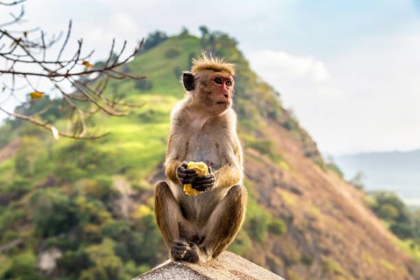 Wild monkey in Sri Lanka Wild monkey in The Dambulla Cave Temple in sunny day in Sri Lanka dambulla stock pictures, royalty-free photos & images