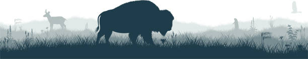 illustrations, cliparts, dessins animés et icônes de panorama sans faille de la prarie avec pronghorn, cerf-volant, chien de prairie et bison de buffle zubr brun - us glacier national park