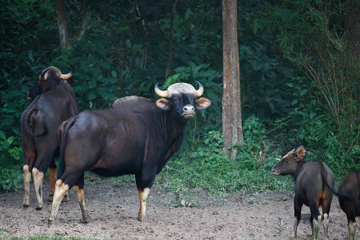 Closed-up adult Gaur, also known as Indian Bison and the youngs, low angle view, side shot, foraging on the gounds near the grove in nature of national park, tropical forest in central Thailand.