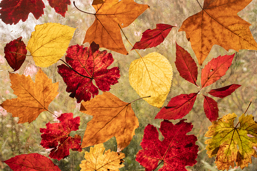 다가오는 가을의 상징으로 다채로운 잎화려한 가을 나뭇잎 은 비 동안 창에 0명에 대한 스톡 사진 및 기타 이미지 - 0명, 10월,  11월 - iStock