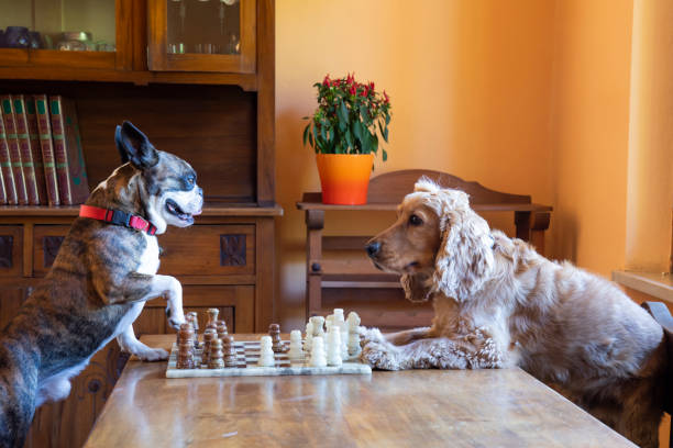 istock Cocker spaniel and Boston terrier playing chess in the living room 1341555672