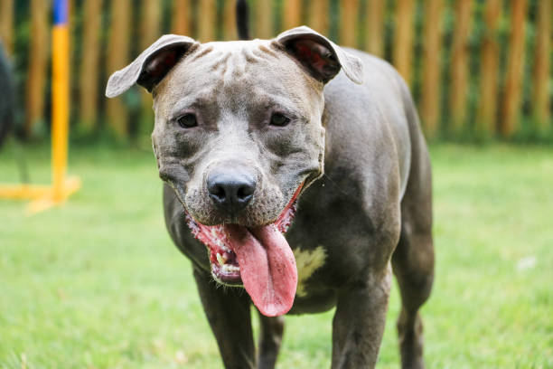istock Pit bull dog playing and having fun in the park. Selective focus 1341555719