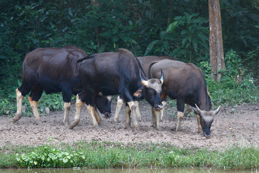 Closed-up the small herd of Gaur, also known as Indian Bison , low angle view, front shot, foraging on the mud flats of grassland near the wild swamp in nature background of national park, tropical forest of central Thailand.