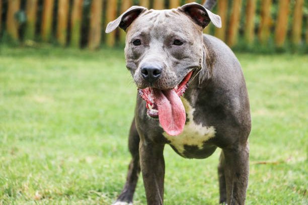 istock Pit bull dog playing and having fun in the park. Selective focus 1341555729