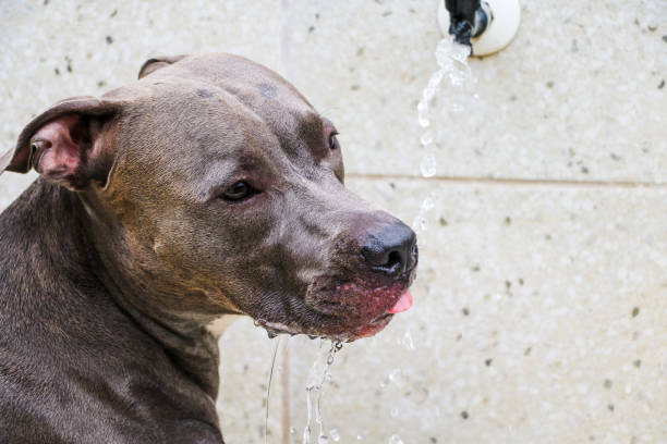 istock Pit bull dog drinking water from the tap after playing and having fun in the park. Selective focus 1341555732