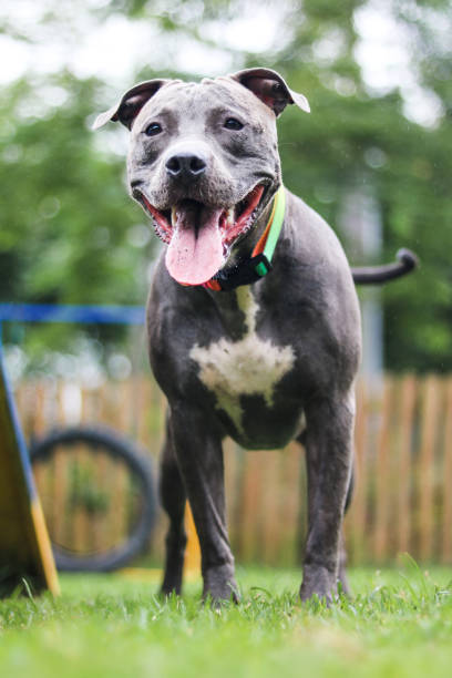 istock Pit bull dog playing and having fun in the park. Selective focus 1341555812
