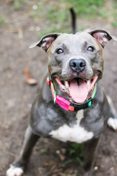 istock Pit bull dog playing and having fun in the park. Selective focus 1341555816