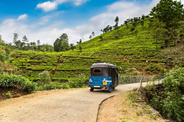 teeplantagen in sri lanka - ceylon tea stock-fotos und bilder