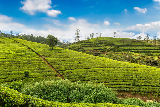 istock Tea plantations in Sri Lanka 1341556401