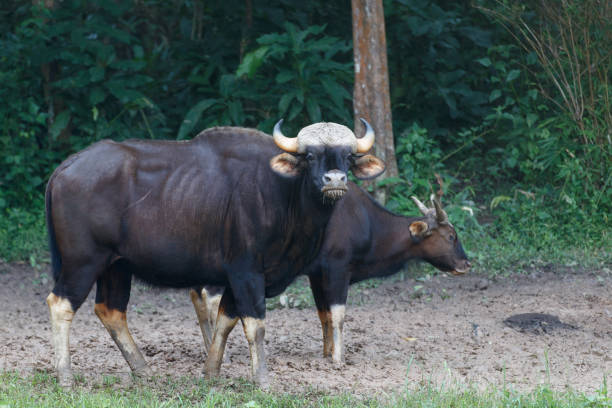 istock Animal : both of Gaur, also known as Indian Bison (Bos gaurus) 1341556411