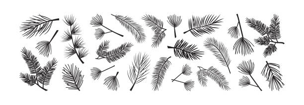 ilustraciones, imágenes clip art, dibujos animados e iconos de stock de árbol de navidad y cono de pino, icono vectorial de abeto. planta de hoja perenne, conjunto de ramas de pino. siluetas negras. ilustración de la naturaleza invernal - pine