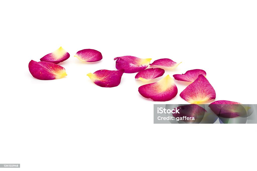 Pétales de rose - Photo de Pétale libre de droits