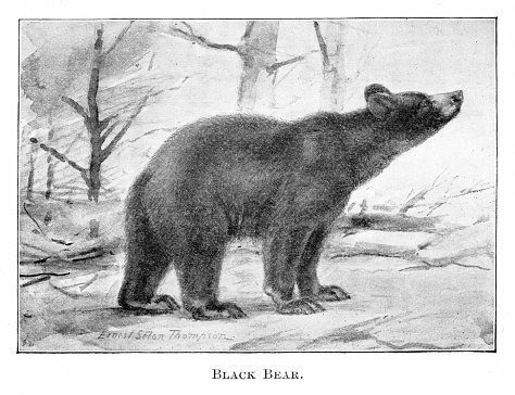 Black Bear in natural environment. Illustration by a famous Naturalist artist, Ernest Seton Thompson, published 1898 book about animals in North America. Source: Original edition is from my own archives. Copyright has expired and is in Public Domain.