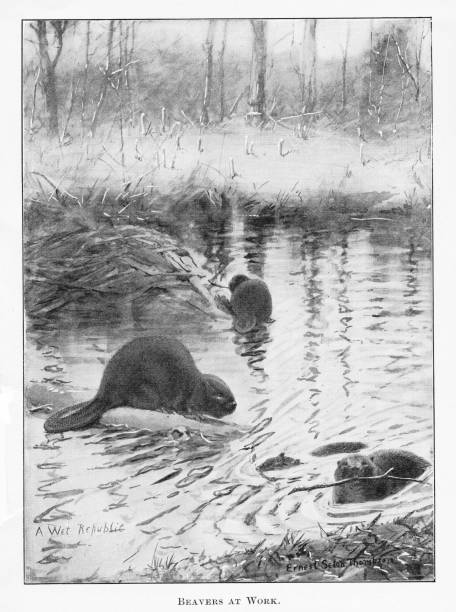 Beavers Beavers building a damn in natural water environment.  Illustration by a famous Naturalist artist, Ernest Seton Thompson,  published 1898 book about animals in North America. Source: Original edition is from my own archives. Copyright has expired and is in Public Domain. beaver dam stock illustrations