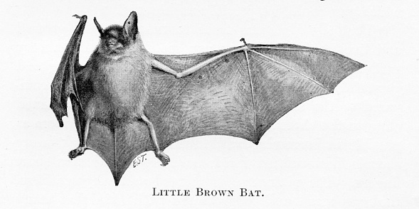 Brown Bat on white background. Illustrations by a famous Naturalist artist, Ernest Seton Thompson, published 1898 book about animals in North America. Source: Original edition is from my own archives. Copyright has expired and is in Public Domain.