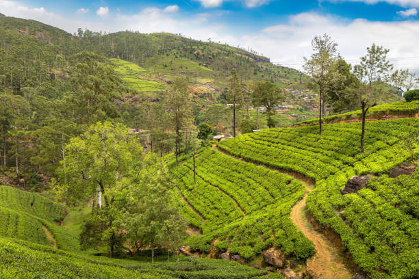 istock Tea plantations in Sri Lanka 1341561162