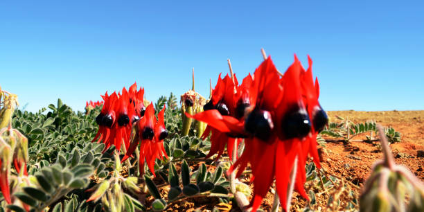 istock Landscape - Desert Pea - South Australia 1341561305