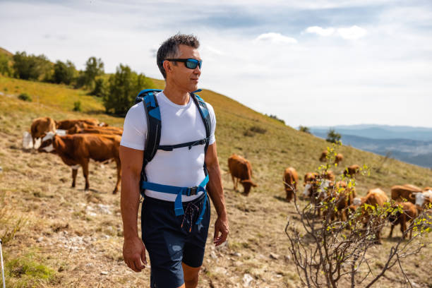 istock Happy Hiker Walking Next To Cows on Pasture 1341562511