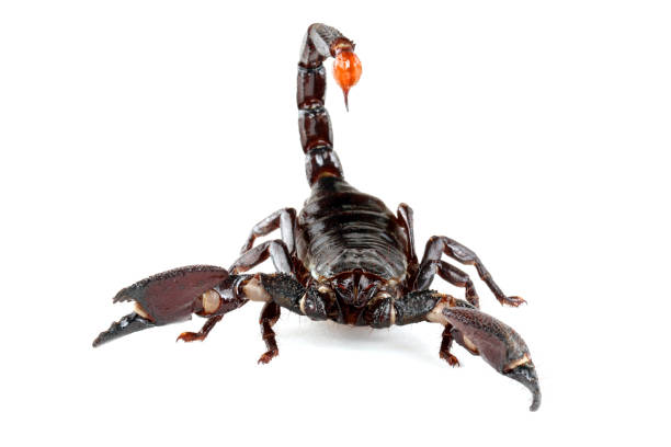 istock Emporer Scorpion against a white background. 1341562590