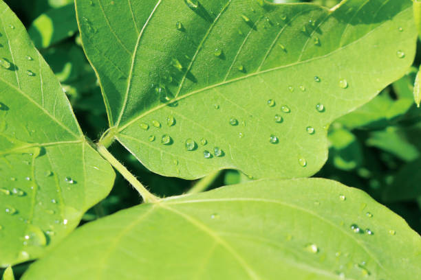 istock Beautiful and simple background of leaf 1341564245