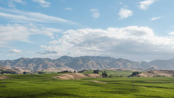 vides y montañas en la región de canterbury. nueva zelanda - marlborough region zealand new new zealand fotografías e imágenes de stock