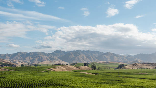 winorośl i góry w regionie canterbury. nowa zelandia - marlborough region zdjęcia i obrazy z banku zdjęć