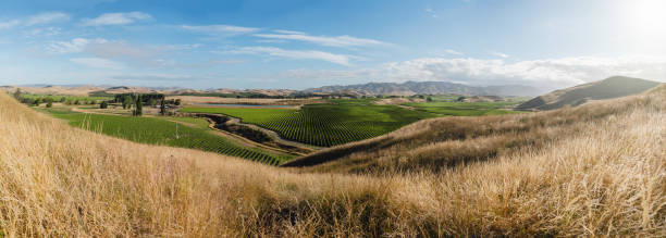 panoramiczny krajobraz winnic i wzgórz w regionie canterbury. nowa zelandia - marlborough region zdjęcia i obrazy z banku zdjęć