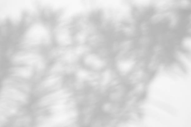 istock Abstract natural tree leaves shadow on white wall background 1341564681